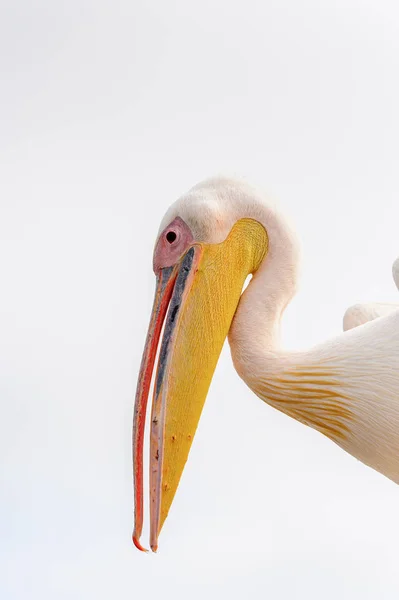 ペリカンの肖像 ウォルビス湾 ナミビア — ストック写真