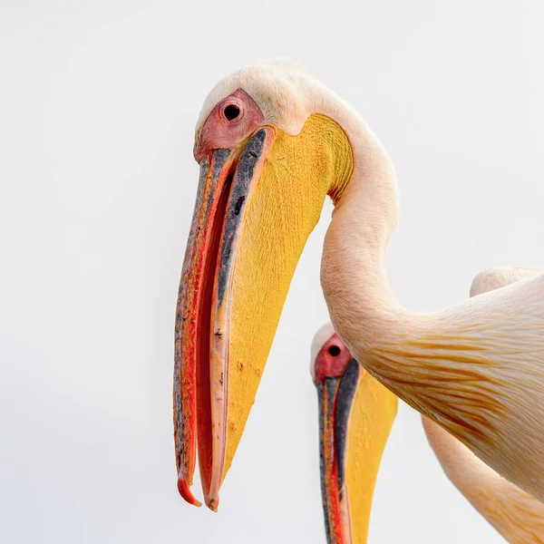 Portrait Pelican Walvis Bay Namibia — Stock Photo, Image