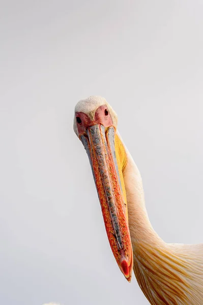 Retrato Pelicano Walvis Bay Namíbia — Fotografia de Stock