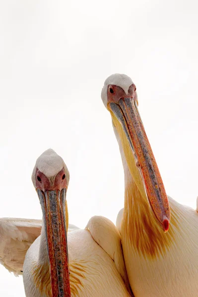 Portrét Pelikán Walvisbay Namibie — Stock fotografie