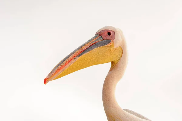 Retrato Pelícano Walvis Bay Namibia — Foto de Stock