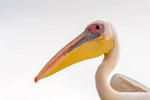 Porträt Eines Pelikans Walvisbucht Namibia — Stockfoto