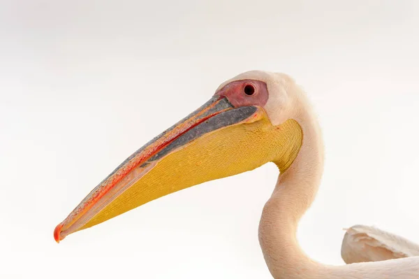 Portrét Pelikán Walvisbay Namibie — Stock fotografie