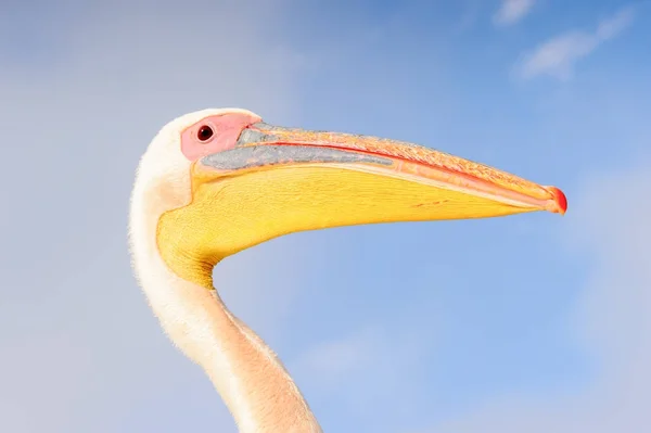 Retrato Pelicano Walvis Bay Namíbia — Fotografia de Stock