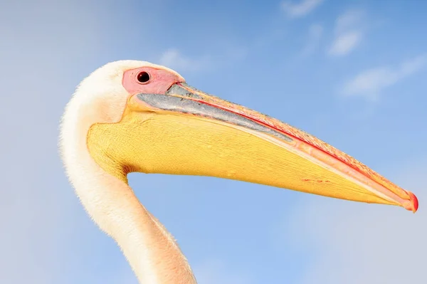 Retrato Pelicano Walvis Bay Namíbia — Fotografia de Stock