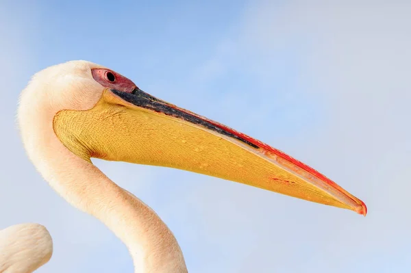 Portrait Pelican Walvis Bay Namibia — Stock Photo, Image