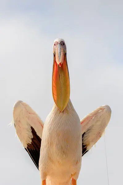 Portrét Pelikán Walvisbay Namibie — Stock fotografie