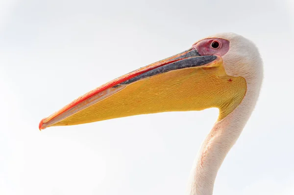 ペリカンの肖像 ウォルビス湾 ナミビア — ストック写真