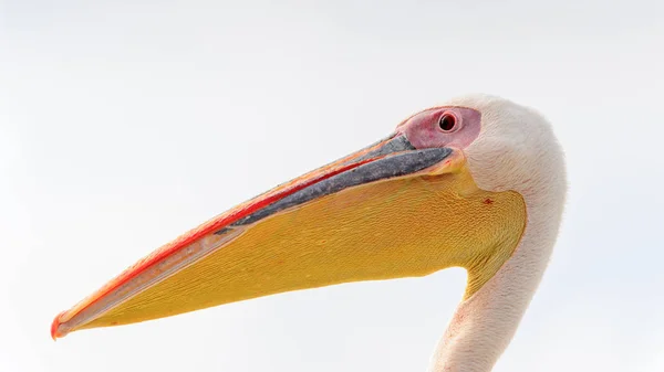 Retrato Pelicano Walvis Bay Namíbia — Fotografia de Stock