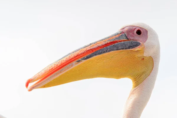 Portrét Pelikán Walvisbay Namibie — Stock fotografie