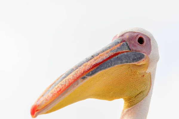 Retrato Pelicano Walvis Bay Namíbia — Fotografia de Stock
