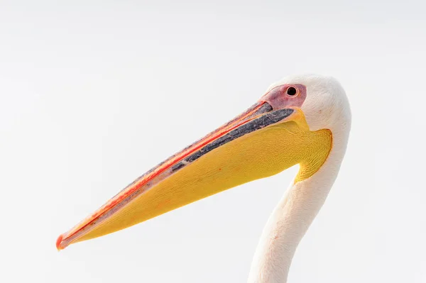 Portret Pelikana Zatoka Walvis Namibia — Zdjęcie stockowe