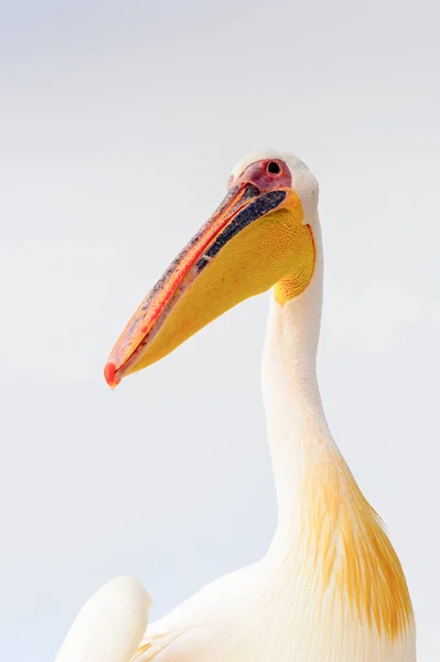 Cute Pelican Walvis Bay Namibia — Stock Photo, Image