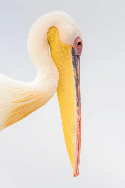 Cute Pelican Walvis Bay Namibia — Zdjęcie stockowe