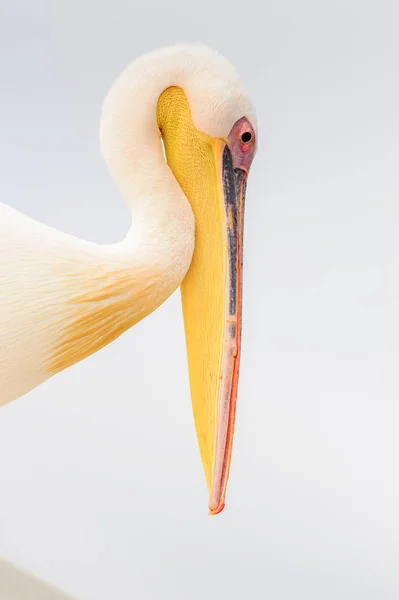 Sladký Pelican Valvis Bay Namibie — Stock fotografie