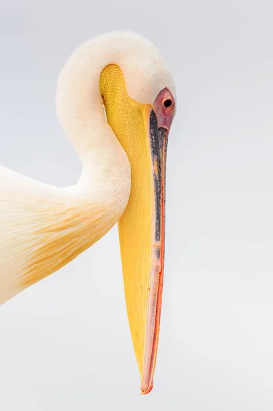 Sladký Pelican Valvis Bay Namibie — Stock fotografie