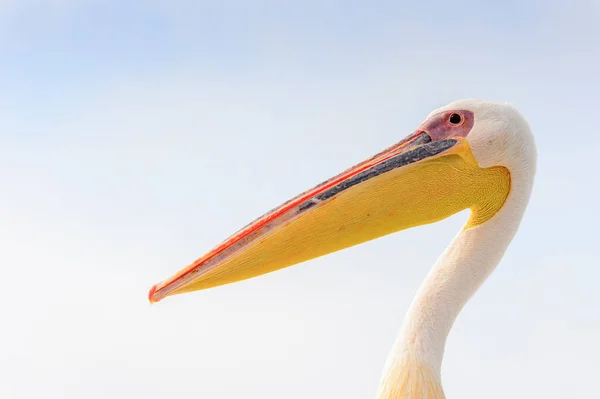 Pelicano Bonito Walvis Bay Namíbia — Fotografia de Stock