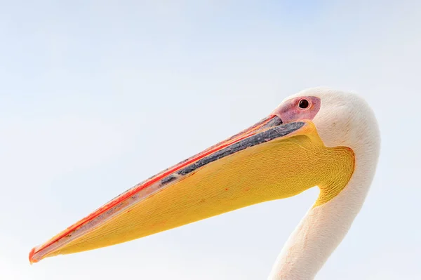 Sladký Pelican Valvis Bay Namibie — Stock fotografie