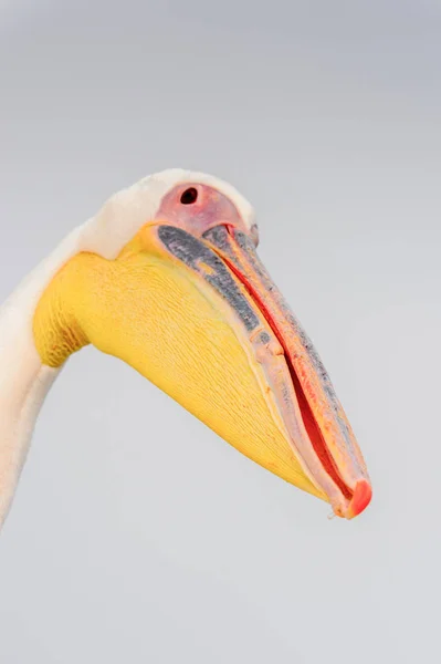 Pelican Mignon Walvis Bay Namibie — Photo