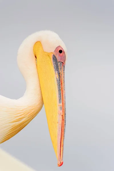 Sladký Pelican Valvis Bay Namibie — Stock fotografie
