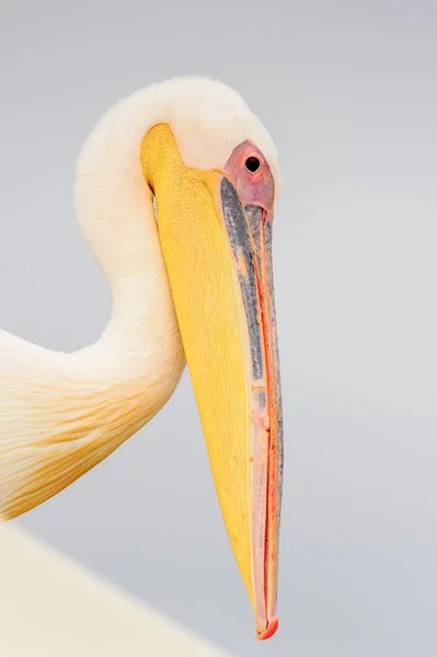 Cute Pelican Walvis Bay Namibia — Zdjęcie stockowe