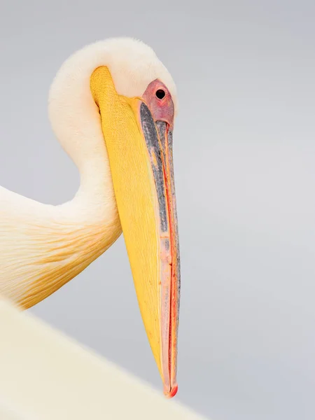 Sladký Pelican Valvis Bay Namibie — Stock fotografie