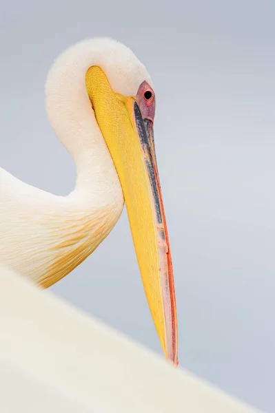 Sladký Pelican Valvis Bay Namibie — Stock fotografie