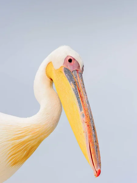 Cute Pelican Walvis Bay Намибия — стоковое фото