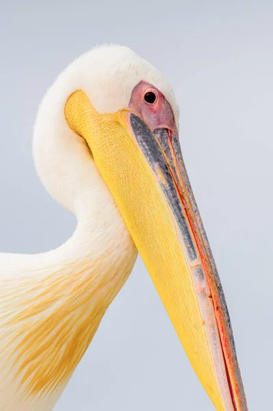 Niedlicher Pelikan Walvisbucht Namibia — Stockfoto