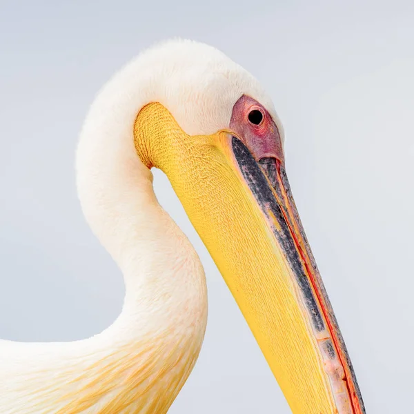 Cute Pelican Walvis Bay Намибия — стоковое фото