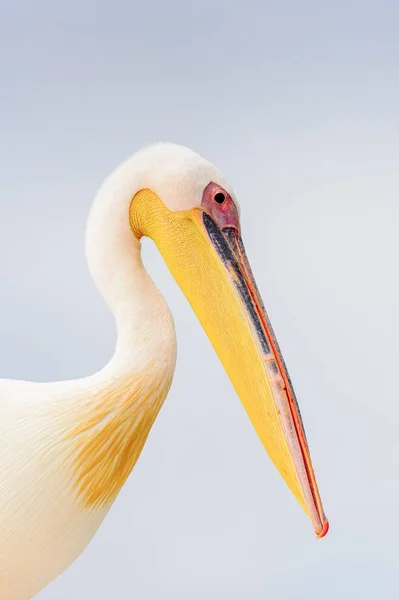 Cute Pelican Walvis Bay Namibië — Stockfoto