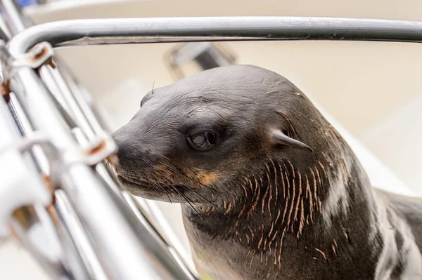 Deniz Aslanı Bir Tekne Walvis Bay Namibya Tırmanıyor — Stok fotoğraf