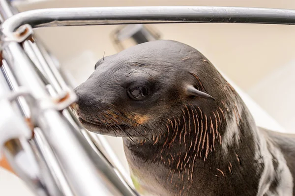 Sjölejon Klättrar Båt Walvis Bay Namibia — Stockfoto