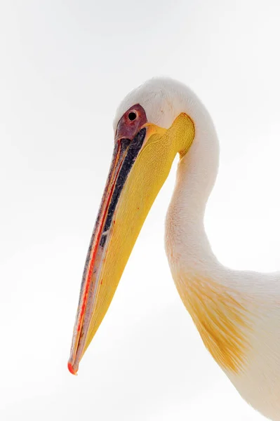 Sladký Pelican Valvis Bay Namibie — Stock fotografie