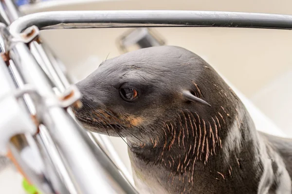 Zeeleeuw Beklimmingen Een Boot Walvis Baai Namibië — Stockfoto