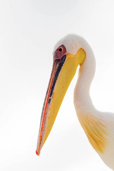 Pelican Mignon Walvis Bay Namibie — Photo