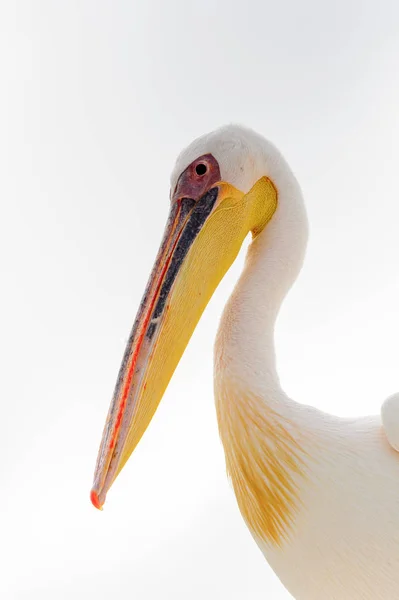 Sladký Pelican Valvis Bay Namibie — Stock fotografie