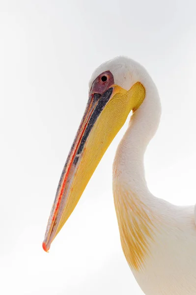 Pelicano Bonito Walvis Bay Namíbia — Fotografia de Stock