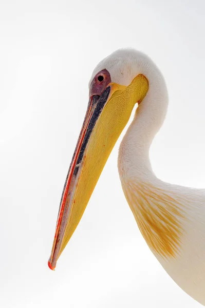 Niedlicher Pelikan Walvisbucht Namibia — Stockfoto