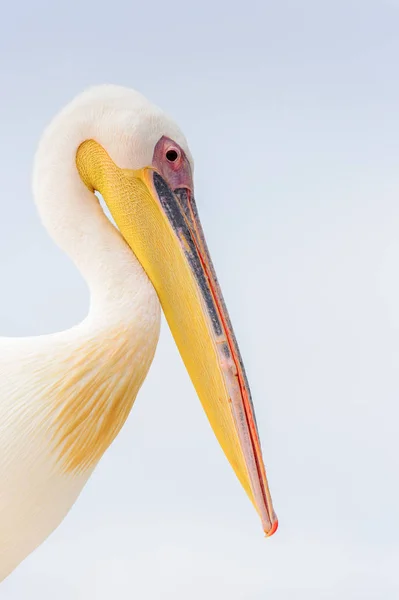 Cute Pelican Walvis Bay Namibia — Stock Photo, Image