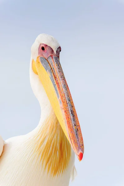 Sladký Pelican Valvis Bay Namibie — Stock fotografie