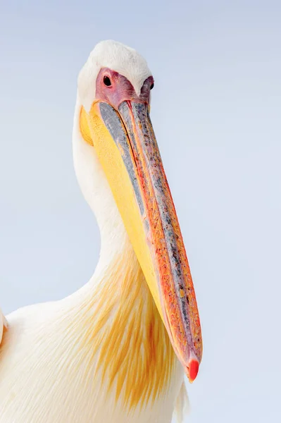 Cute Pelican Walvis Bay Намибия — стоковое фото