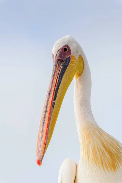 Cute Pelican Walvis Bay Namibia — Stok Foto