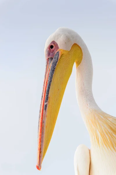 Cute Pelican Walvis Bay Namibia — Stockfoto