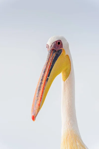 Pelicano Bonito Walvis Bay Namíbia — Fotografia de Stock