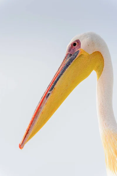 Χαριτωμένο Πελεκάνος Walvis Bay Ναμίμπια — Φωτογραφία Αρχείου