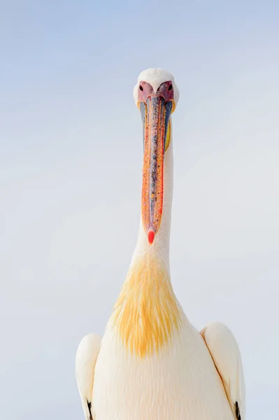 Sladký Pelican Valvis Bay Namibie — Stock fotografie