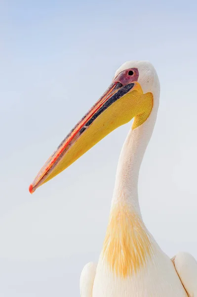 Pelicano Bonito Walvis Bay Namíbia — Fotografia de Stock