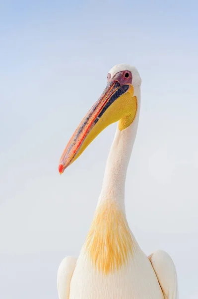 Sladký Pelican Valvis Bay Namibie — Stock fotografie