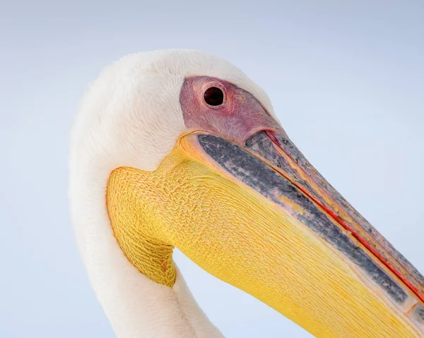 Pelicano Bonito Walvis Bay Namíbia — Fotografia de Stock